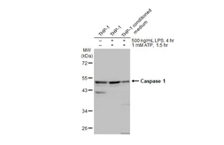 Anti-Caspase 1 antibody [HL2005] used in Western Blot (WB). GTX637906
