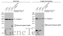 Anti-Caspase 1 antibody [HL2005] used in Western Blot (WB). GTX637906