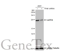 Anti-mtTFA antibody [HL2012] used in Western Blot (WB). GTX637913