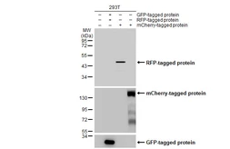 Anti-RFP antibody [HL2028] used in Western Blot (WB). GTX637929