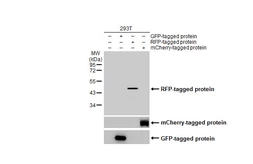 Anti-RFP antibody [HL2028] used in Western Blot (WB). GTX637929