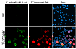 Anti-RFP antibody [HL2028] used in Immunocytochemistry/ Immunofluorescence (ICC/IF). GTX637929