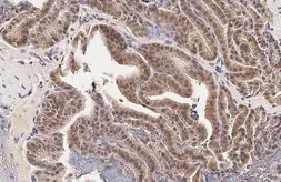 Anti-SOD1 antibody [HL2033] used in IHC (Paraffin sections) (IHC-P). GTX637934