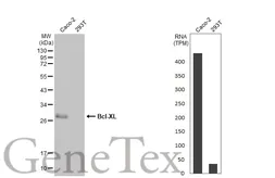 Anti-Bcl-XL antibody [HL2038] used in Western Blot (WB). GTX637939