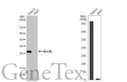 Anti-Bcl-XL antibody [HL2039] used in Western Blot (WB). GTX637940