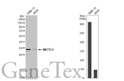Anti-METTL1 antibody [HL2041] used in Western Blot (WB). GTX637942