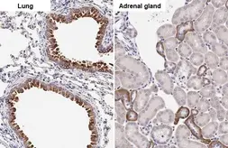 Anti-COL1A2 antibody [HL2048] used in IHC (Paraffin sections) (IHC-P). GTX637952