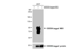 Anti-MX1 antibody [HL2051] used in Western Blot (WB). GTX637955