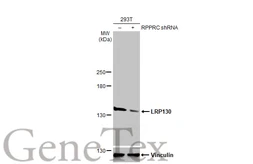 Anti-LRP130 antibody [HL2056] used in Western Blot (WB). GTX637960