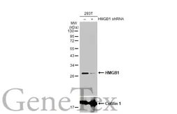 Anti-HMGB1 antibody [HL2059] used in Western Blot (WB). GTX637963
