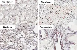 Anti-HMGB1 antibody [HL2060] used in IHC (Paraffin sections) (IHC-P). GTX637964