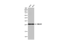 Anti-HMGB1 antibody [HL2060] used in Western Blot (WB). GTX637964