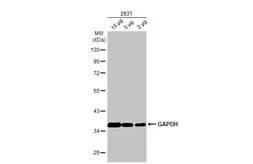 Anti-GAPDH antibody [HL2062] used in Western Blot (WB). GTX637966