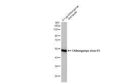 Anti-Chikungunya virus E1 antibody [HL2069] used in Western Blot (WB). GTX637973