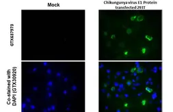 Anti-Chikungunya virus E1 antibody [HL2069] used in IHC (Paraffin sections) (IHC-P). GTX637973