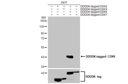 Anti-CDK6 antibody [HL2078] used in Western Blot (WB). GTX637986