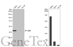 Anti-OAT antibody [HL2087] used in Western Blot (WB). GTX637995