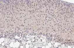 Anti-OAT antibody [HL2087] used in IHC (Paraffin sections) (IHC-P). GTX637995