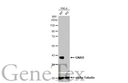 Anti-GNAI3 antibody [HL2096] used in Western Blot (WB). GTX638004