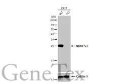 Anti-NDUFS3 antibody [HL2097] used in Western Blot (WB). GTX638005