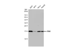 Anti-PIN1 antibody [HL2115] used in Western Blot (WB). GTX638087