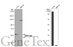 Anti-MAP3K8 antibody [HL2118] used in Western Blot (WB). GTX638090