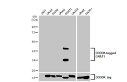 Anti-GNAT1 antibody [HL2126] used in Western Blot (WB). GTX638098