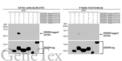 Anti-GATA2 antibody [HL2127] used in Western Blot (WB). GTX638099