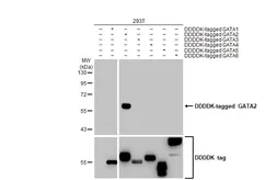 Anti-GATA2 antibody [HL2127] used in Western Blot (WB). GTX638099