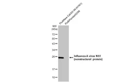 Anti-Influenza A virus NS1 (nonstructural protein) antibody [HL2130] used in Western Blot (WB). GTX638102