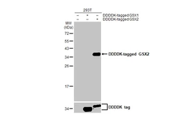 Anti-GSX2 antibody [HL2135] used in Western Blot (WB). GTX638107