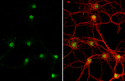 Anti-GSX2 antibody [HL2135] used in Immunocytochemistry/ Immunofluorescence (ICC/IF). GTX638107