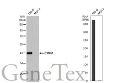 Anti-CYR61 antibody [HL2144] used in Western Blot (WB). GTX638122
