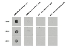 Anti-Histone H3K9me3 (Tri-methyl Lys9) antibody [HL2149] used in Dot blot (Dot). GTX638127