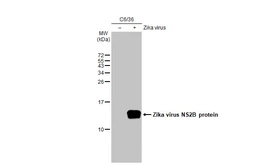 Anti-Zika virus NS2B protein antibody [HL2151] used in Western Blot (WB). GTX638129