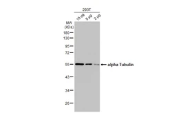 Anti-alpha Tubulin antibody [HL2162] used in Western Blot (WB). GTX638140