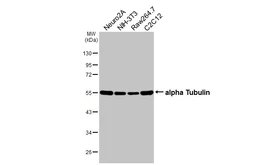 Anti-alpha Tubulin antibody [HL2162] used in Western Blot (WB). GTX638140
