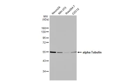 Anti-alpha Tubulin antibody [HL2162] used in Western Blot (WB). GTX638140