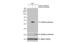 Anti-Firefly Luciferase antibody [HL2164] used in Western Blot (WB). GTX638142