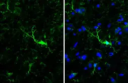 Anti-Iba1 antibody [HL1880-MS] used in IHC (Frozen sections) (IHC-Fr). GTX638147