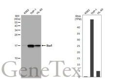 Anti-Iba1 antibody [HL1880-RT] used in Western Blot (WB). GTX638148
