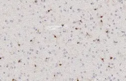 Anti-Iba1 antibody [HL1880-RT] used in IHC (Paraffin sections) (IHC-P). GTX638148