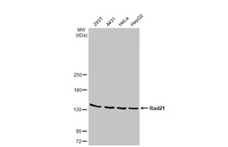 Anti-Rad21 antibody [HL2171] used in Western Blot (WB). GTX638175