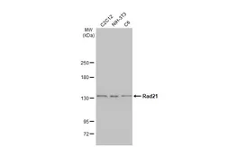Anti-Rad21 antibody [HL2171] used in Western Blot (WB). GTX638175