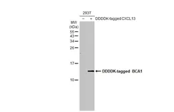Anti-BCA1 antibody [HL2172] used in Western Blot (WB). GTX638176