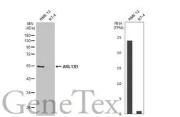 Anti-ARL13B antibody [HL2173] used in Western Blot (WB). GTX638177