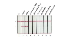 Anti-Respiratory Syncytial virus Nucleoprotein antibody [HL2180] used in Lateral Flow (Lateral Flow). GTX638184