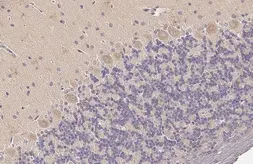 Anti-WNK1 antibody [HL2184] used in IHC (Paraffin sections) (IHC-P). GTX638188