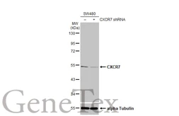 Anti-CXCR7 antibody [HL2189] used in Western Blot (WB). GTX638193