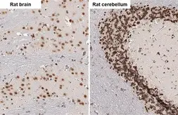 Anti-NeuN antibody [HL2194] used in IHC (Paraffin sections) (IHC-P). GTX638198